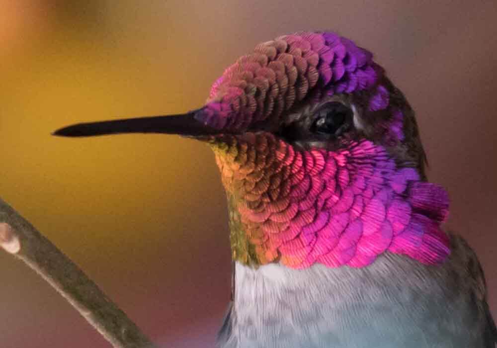 Hummingbird resting for the night Where do Hummingbirds go at night