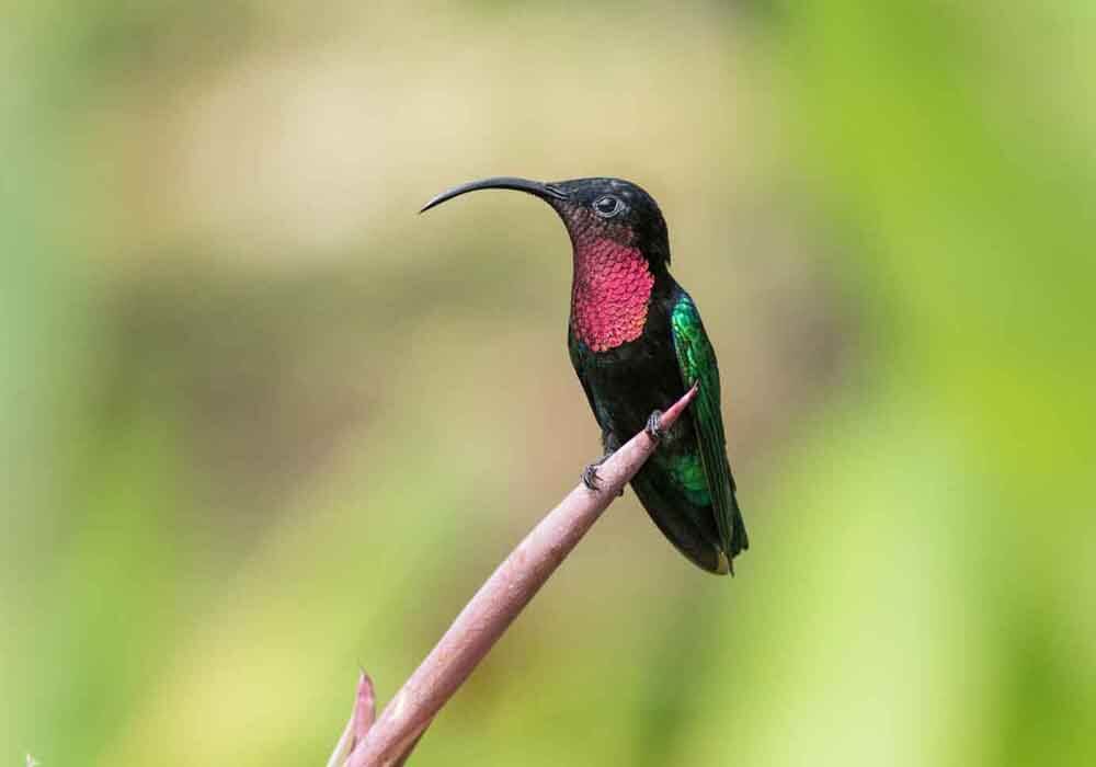 Do Hummingbirds sleep? Learn everything about the sleep habits of the Hummingbird from how they sleep to how many hours they need and more!