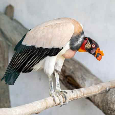 king vulture king vulture