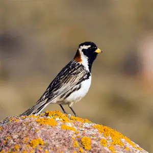 a lapland longspur watching for danger lapland longspur