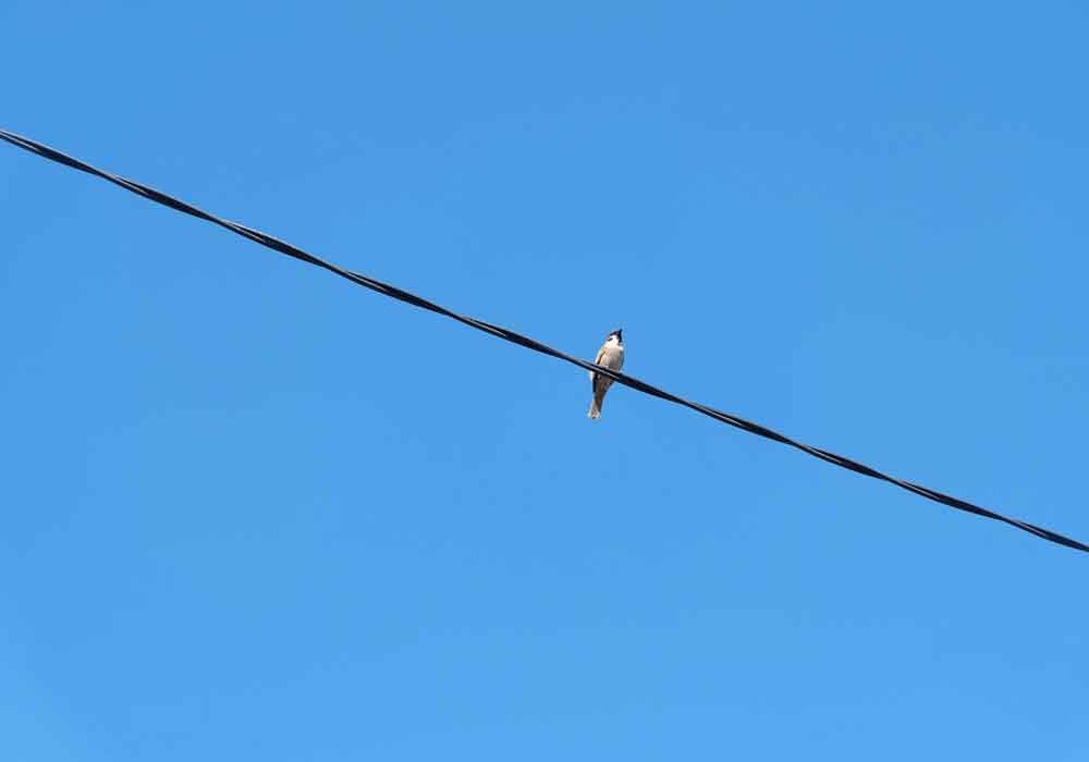 A bird sitting by itself on a power wire lone bird on a wire