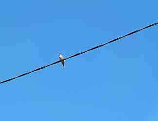 lone bird sitting on a wire lone bird sitting on a wire