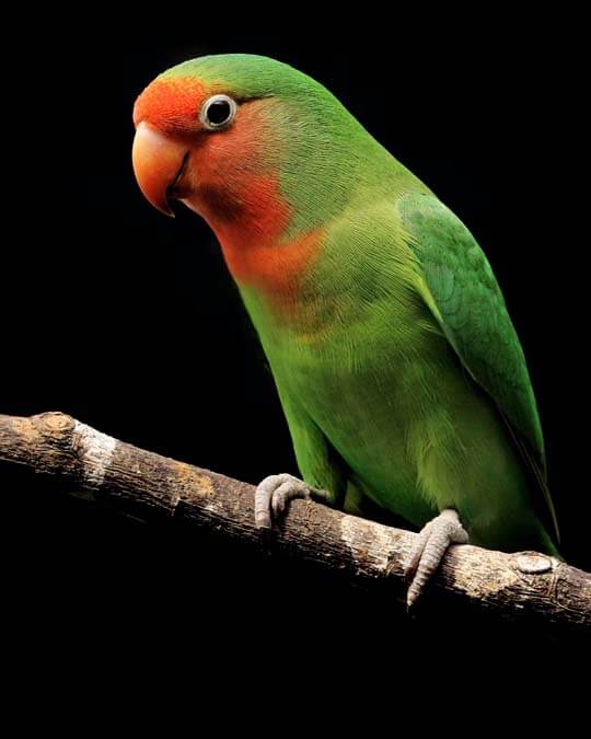 lovebird relaxing on a branch lovebird