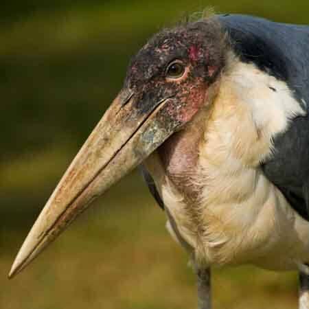 marabou stork marabou stork