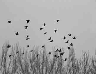 BirdsMigrating