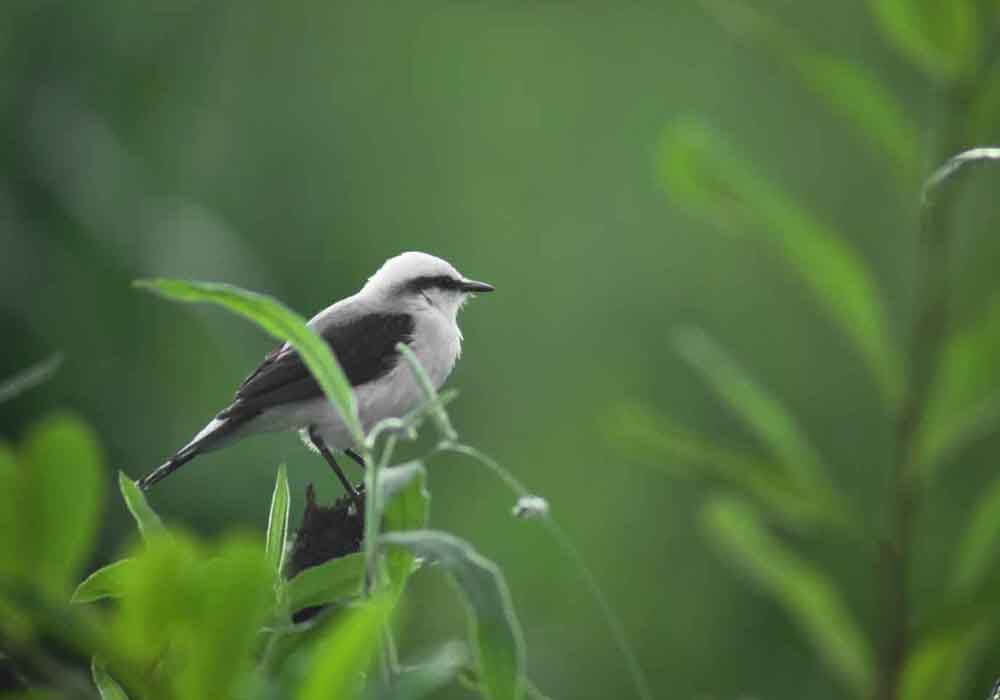 .Wondering how to keep birds away from my home? Here’s helpful tips on how to repel birds from 13 areas of your home and garden.