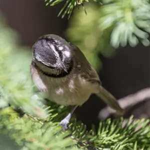 mountain chickadee perched in a pine tree mountain chickadee