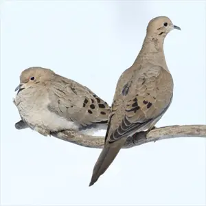 mourning doves watching for predators mourning dove