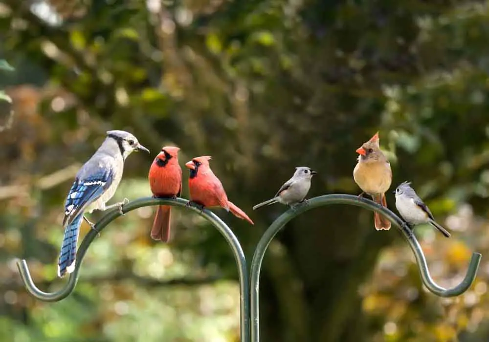 Birds perching on a feeder do birds have hollow bones
