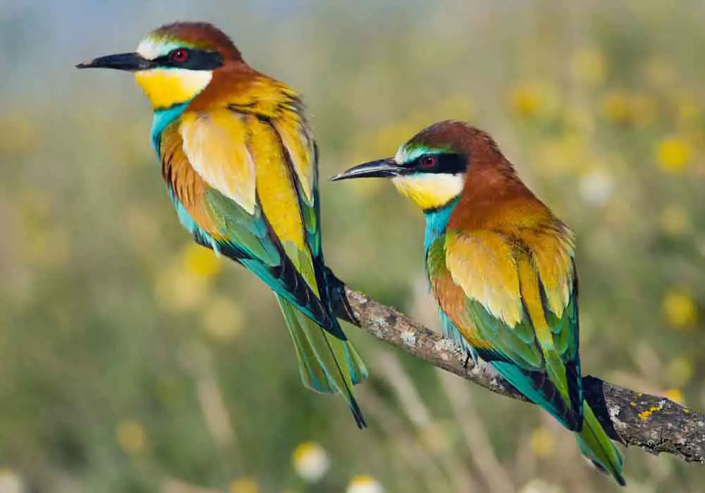 Why Do Birds Have Wings And Feathers?