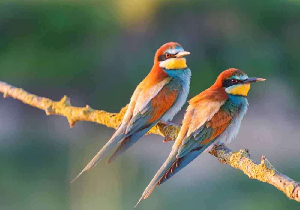 are birds warm or cold blooded