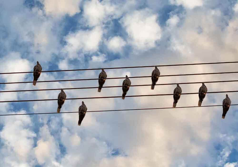 birds on a power line how do birds land on powerlines and not get shocked