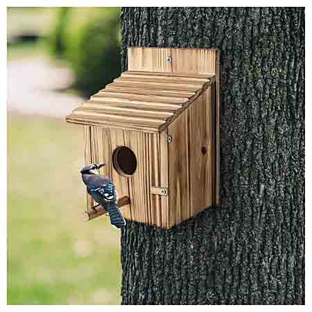 nature bird house
