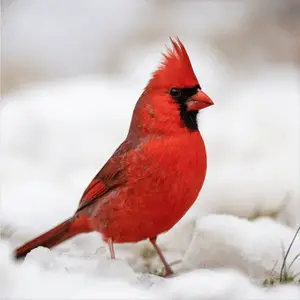 beautiful northern cardinal in the snow northern cardinal