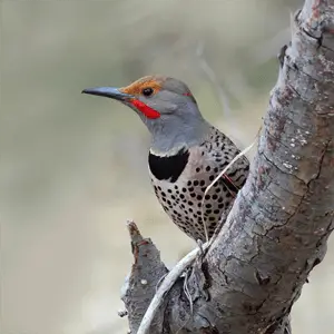 northern flicker looking for a mate northern flicker