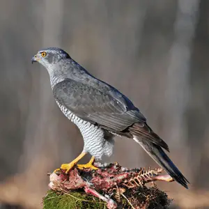 a northern goshawk search for prey northern goshawk