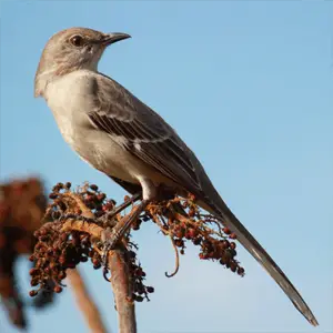 northern mockingbird looking for food northern mockingbird