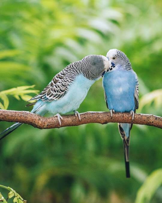 two parakeets on a branch kissing parakeet