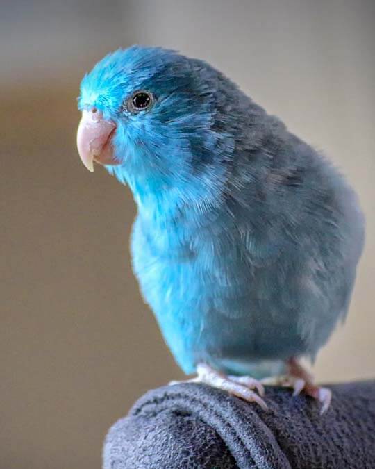 a beautiful blue parrotlet parrolet