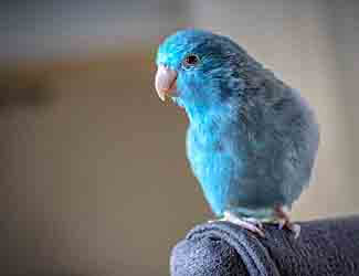 parrolet as a pet bird parrolet as a pet bird