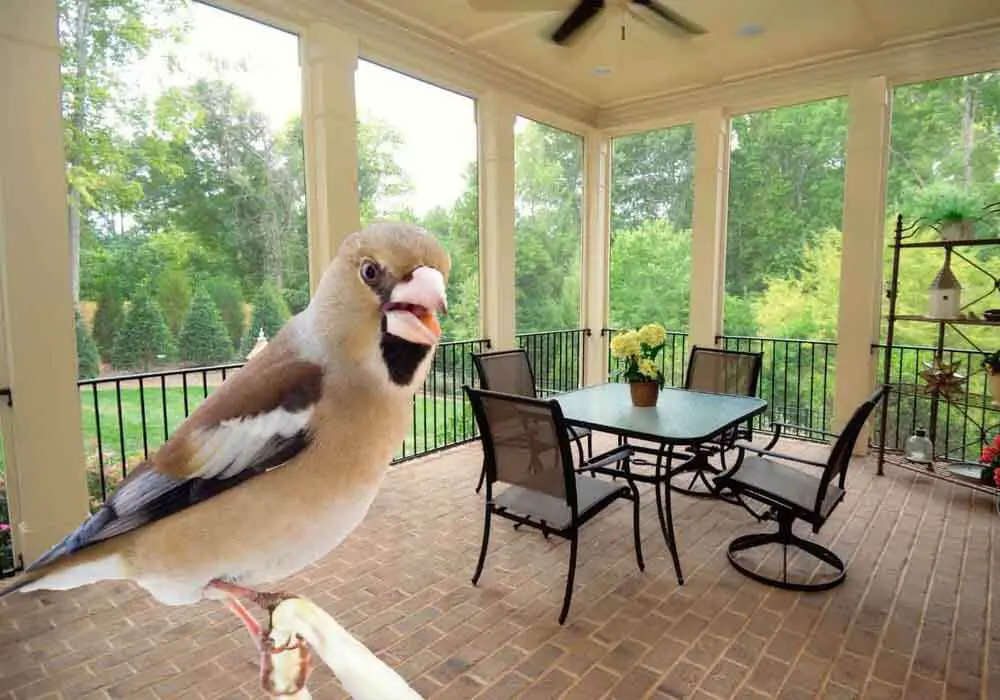 How To Keep Birds Away From Patio Deck