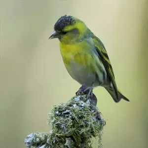 a pine siskin sitting on a moss-covered rock pine siskin