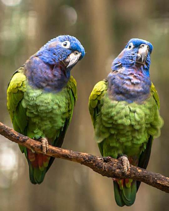 Pionus parrots chatting away with each other pionus parrot