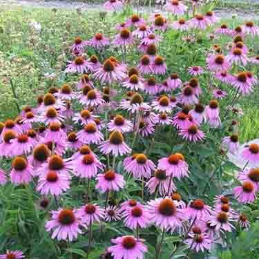 purple cone flower in a garden purple cone flower