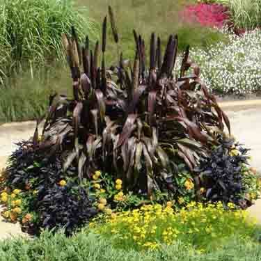 purple majesty millet in a garden purple majesty millet