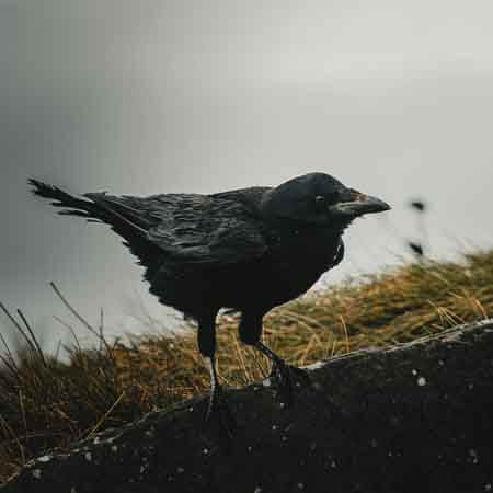 a raven a raven