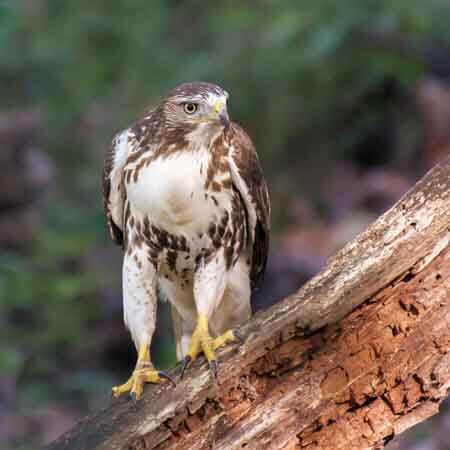 red-tailed hawk red-tailed hawk