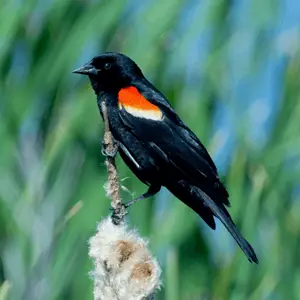 red-winged blackbird looking for a meal red winged blackbird