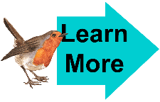 Learn More Robin 1 Learn More Robin 1