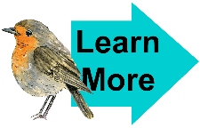 Learn More Robin 3 Learn More Robin 3