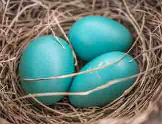 robin eggs in a nest facts about robin eggs