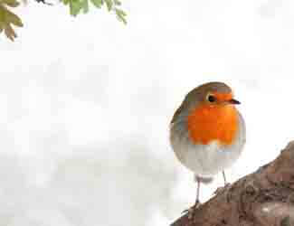 robin on a tree branch Robin life cycle facts