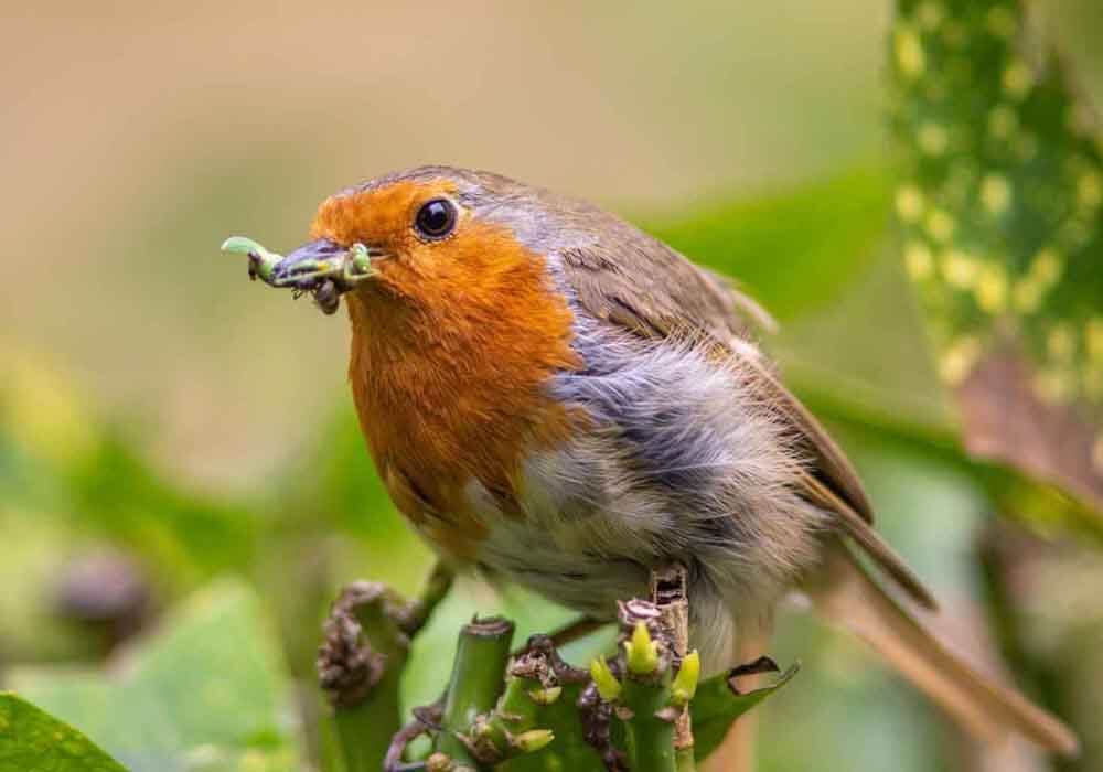 What are the secrets on how to attract birds to your yard or garden? Learn what bird lovers have known for years as to what birds are looking for in a garden or yard.
