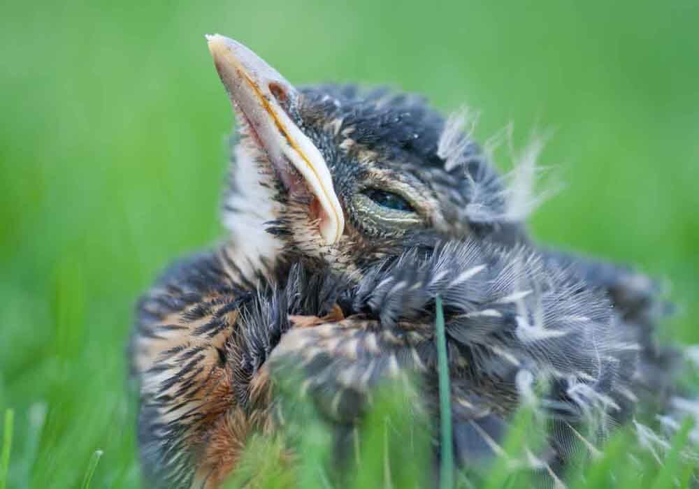 how to care for a baby bird