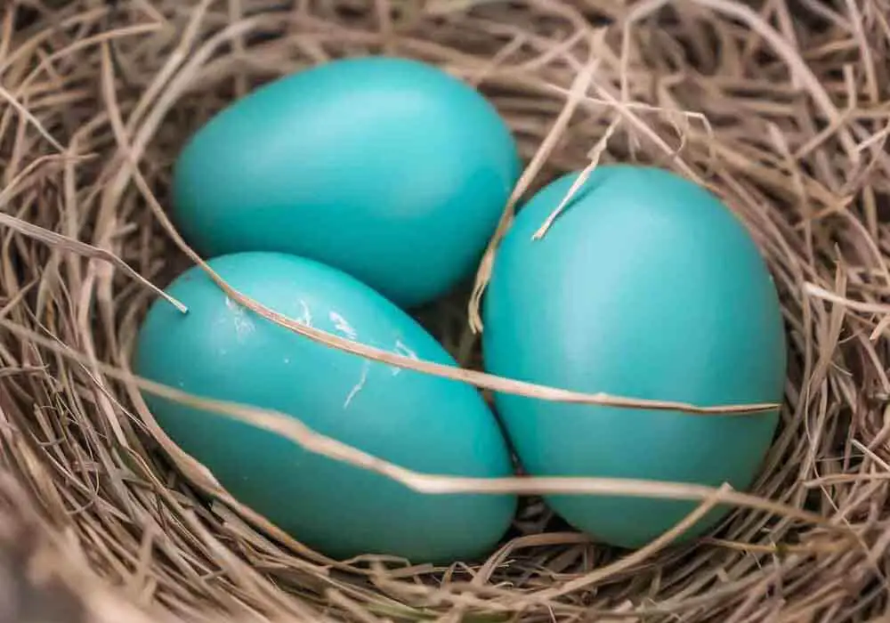 3 robin eggs in a nest Robin egg facts