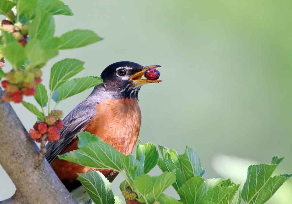 wren in a garden how to bird proof your garden