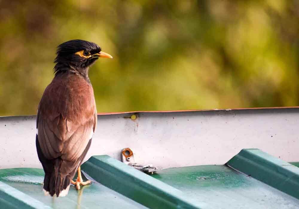 We cover everything about how to stop birds on your roof, from walking, nesting, tapping, even pooping. Find too helpful tools to make the job easier.