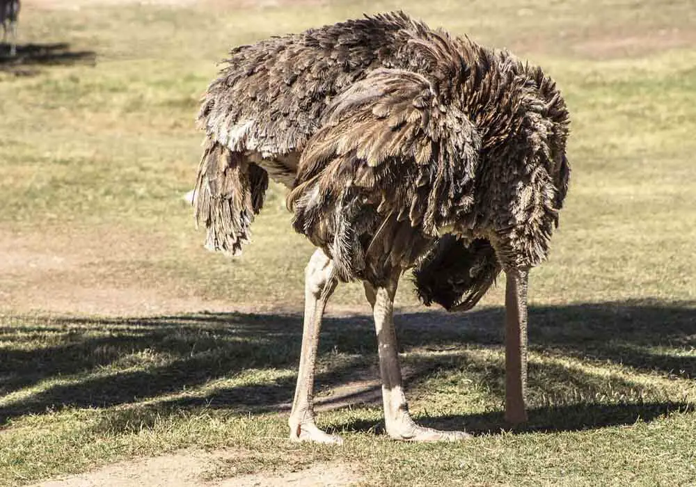 So what are birds scared of? Are they afraid of anything other than natural predators? What exactly causes them to be fearful?