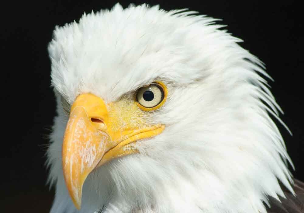 Can birds smell things? How sensitive is their nose compared to other animals? We’ve sniffed out some great answers to these questions and more.