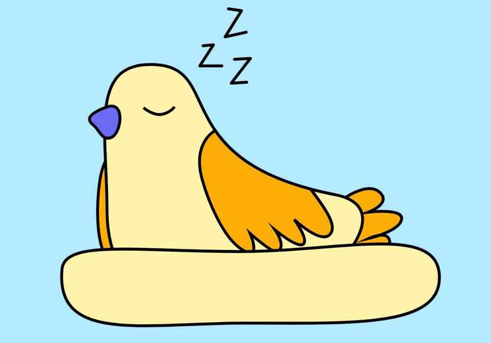 Bird sleeping how do birds sleep