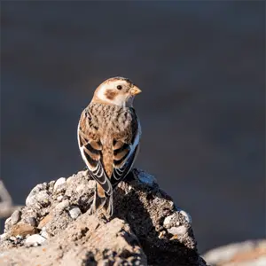 a snow bunting perched on a rock birds of winter