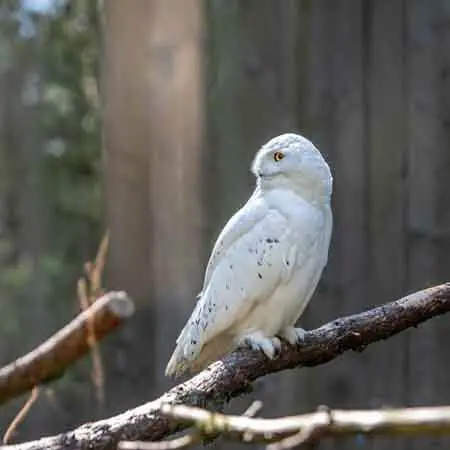 snowy owl snowy owl