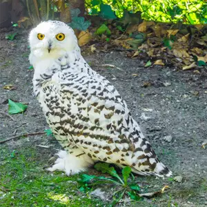 snowy owl looking for mice snowy owl
