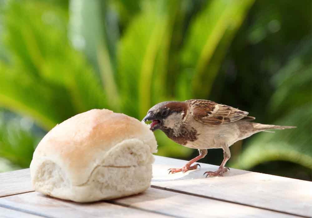 what do sparrows like
