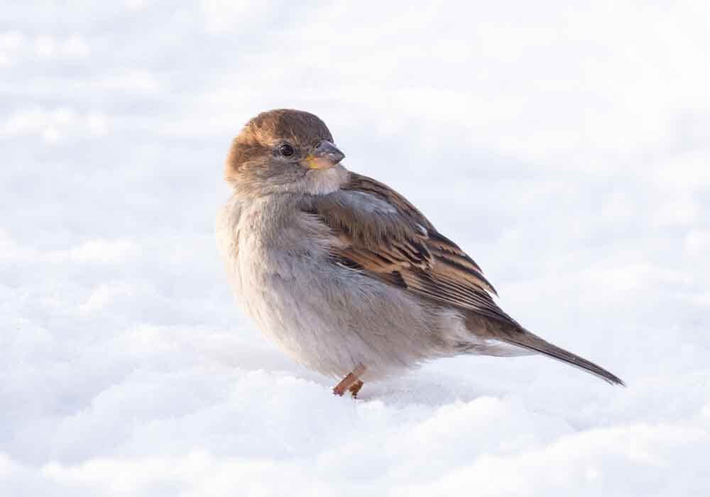 sparrow in the cold snow do birds get cold