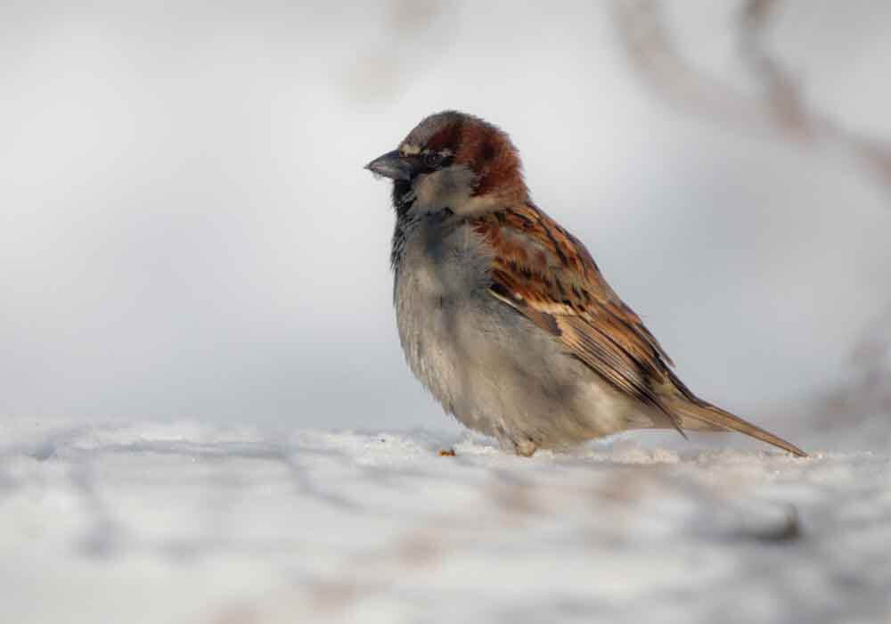 sparrow sitting on the snow what do winter birds do in the winter